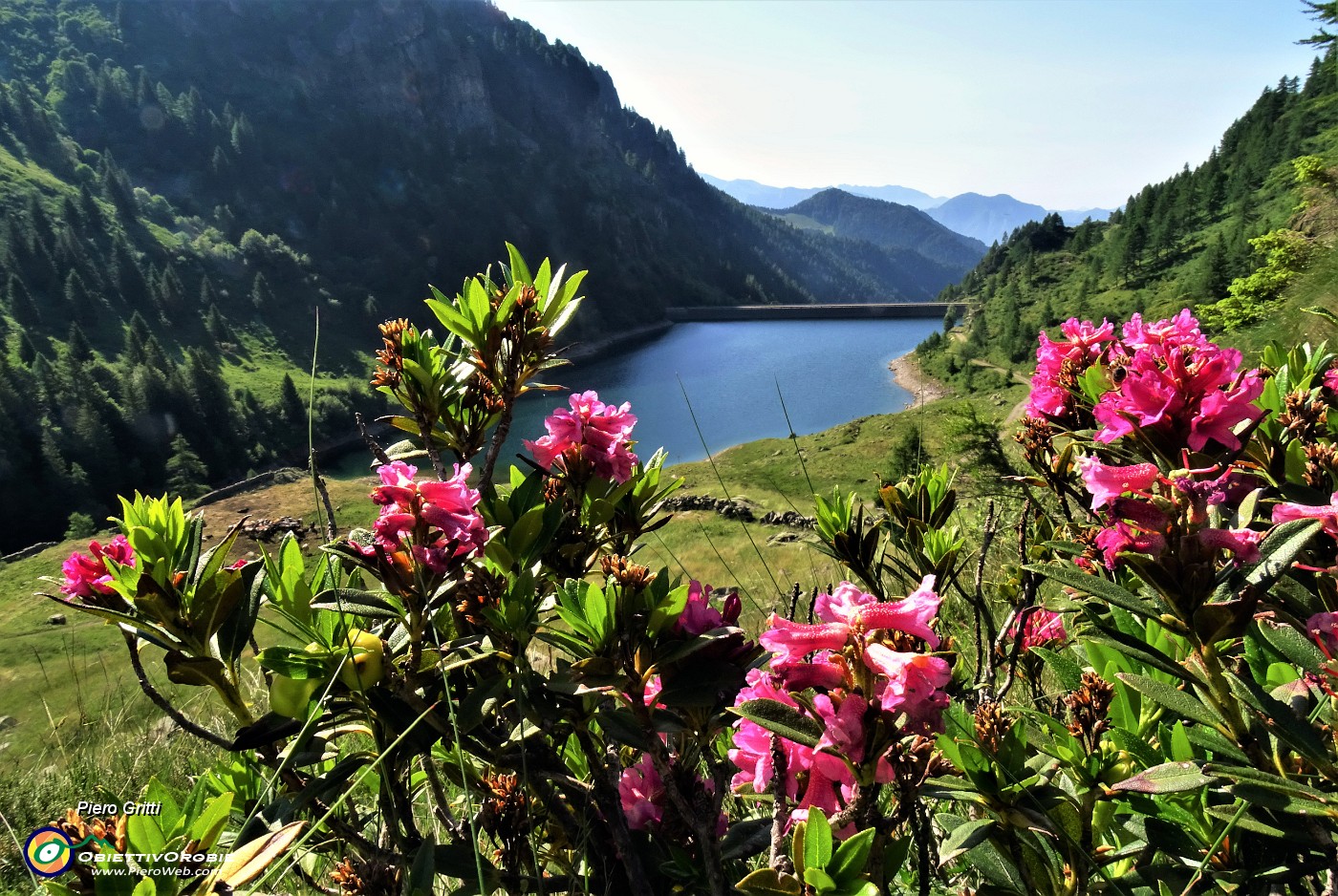 18 Rhododendron ferrugineum (Rododendro rosso) con Lago di Valmora.JPG -                                